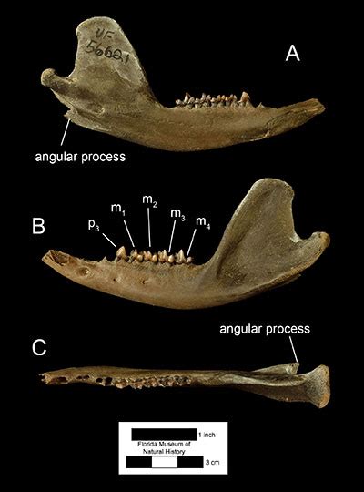 Didelphis virginiana – Florida Vertebrate Fossils