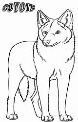Printable Coyote Coloring Pages For Kids  Cool2bKids sketch template