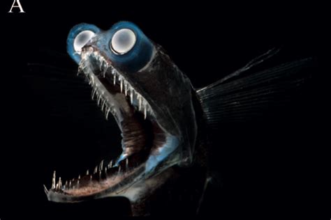 The Deep-Sea Fish with the Telescopic Tubular Eyes | Deep sea fishing, Sea fish, Deep sea creatures