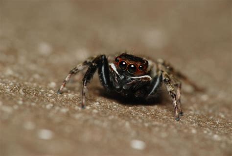 Salticidae sp. (jumping spiders) - קפצן | Salticidae (jumpin… | Flickr