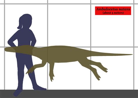 Description - Ambulocetus- A Transitional Fossil