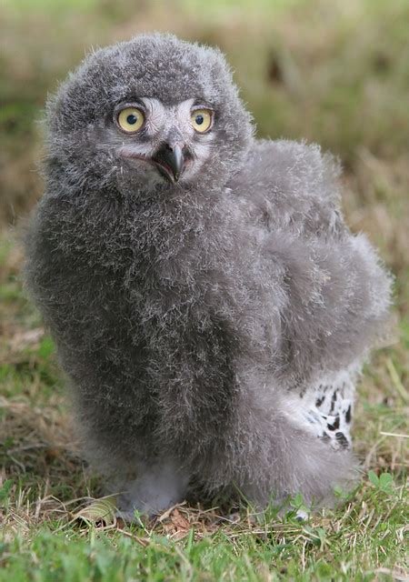 Baby Snowy Owl | Baby Snowy Owl | Paul Blackley | Flickr