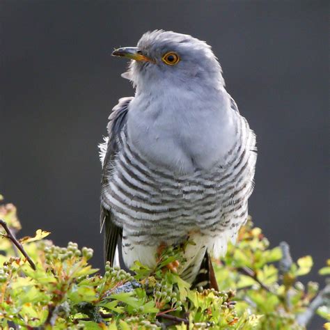 Common Cuckoo by Paul Ash - BirdGuides