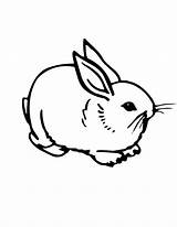 Free Printable Rabbit Coloring Pages For Kids sketch template