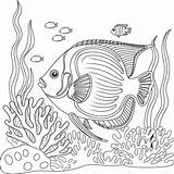 A Beautiful Angelfish coloring page  Download Print Or Color Online sketch template