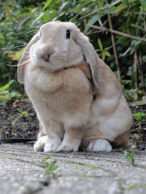 Rabbits with big ears are soooo cute | Animals, Cute, Rabbit