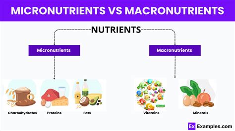 Micronutrients vs Macronutrients - Examples, Meaning, Differences