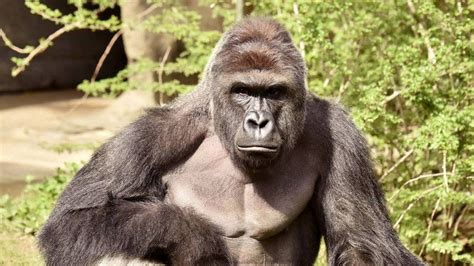 How a dead gorilla became the meme of 2016 - BBC News