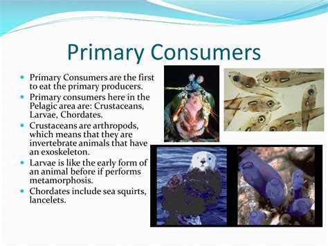 PPT - Ocean Pelagic PowerPoint Presentation, free download - ID:2329917