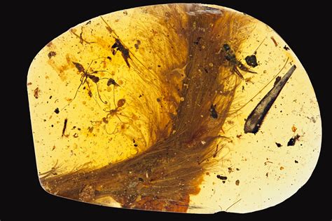 That Thing With Feathers Trapped in Amber? It Was a Dinosaur Tail - The New York Times