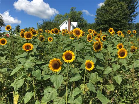 Sunflower Gardens In Maryland - Beautiful Insanity