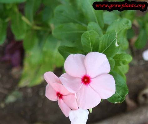 Catharanthus roseus - How to grow & care