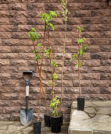 How to grow raspberry canes in pots: a step-by-step guide | Ideal Home