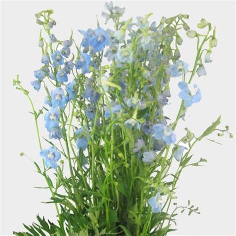 Wholesale Light Blue Delphinium Freshly Cut Flowers