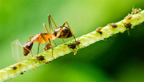 Without pheromone cues, ants become 'space cadets' - Futurity