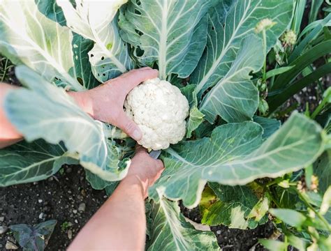 How and When to Harvest Cauliflower