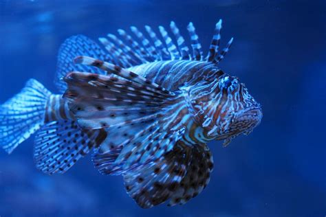 The very venomous Scorpionfish (Scorpaenidae) [OC] [1296x864] : r ...