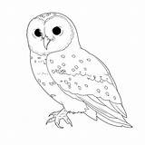 Snowy owl coloring Pages – Coloring Corner sketch template