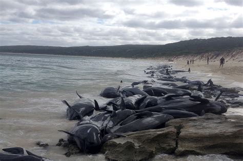 150 Whales Beached in Australia, as Rescuers Fight to Save Them - The New York Times