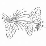 Pine Tree Coloring Page At GetColoringscom  Free Printable Colorings sketch template