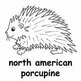Porcupine Coloring Pages Clipart Clip Squirrel Drawing Cartoon  sketch template