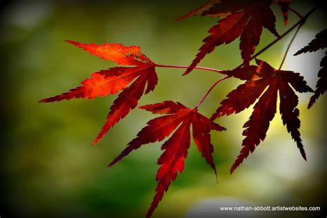 Japanese Maple Fall Color by Nate A on 500px | Maple falls, Fall colors, Japanese maple