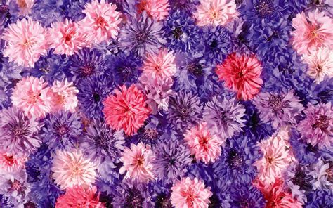 Pink and purple Chrysanthemums wallpaper - Flower wallpapers - #54007
