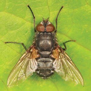 How To Control Cluster Flies | Pest Control Direct