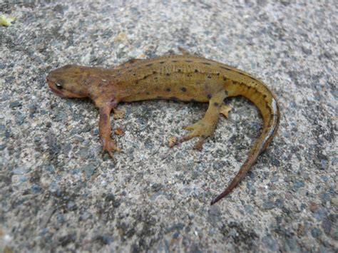 Common Newt Facts and Pictures