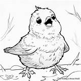 Robin Coloring Pages  Free & Printable sketch template