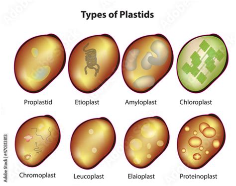 Leucoplast Diagram