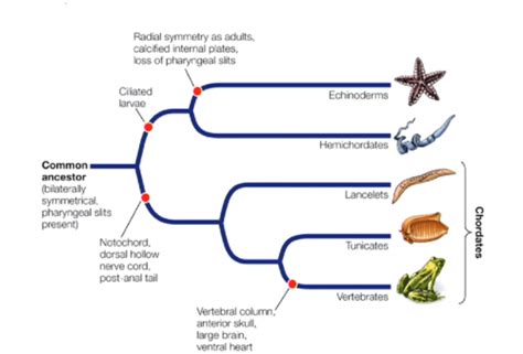 Comparative Vertebrate Anatomy Flashcards | Quizlet