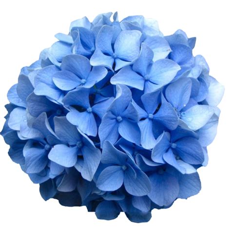 0 Result Images of Real Blue Flower Png - PNG Image Collection