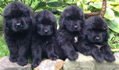 Newfoundland Puppies: 10 Tips For Taking Care Of Them