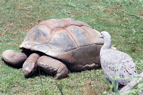Aldabra Tortoise and Bird | Atlanta Zoo | fsamuels | Flickr