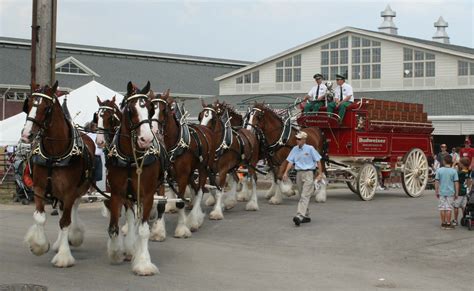 Budweiser Clydesdales to Visit Seaside Heights in July – Lavallette ...