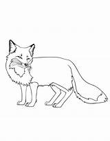 Coloring Pages Free Printable Fox At Tankamrynblog Blog sketch template