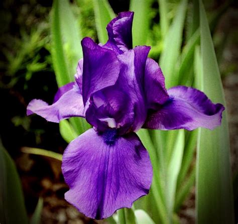 Purple Bearded Iris | Flower Photos