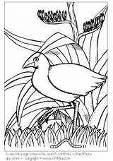 Tui Coloring Colouring Pages Zealand Adult Bird Sheets Nz Maori Books  sketch template