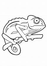 Free Printable Chameleon Coloring Pages sketch template