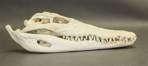 Free photo: Nile Crocodile Skull - Crocodile, Nile, Skull - Free ...