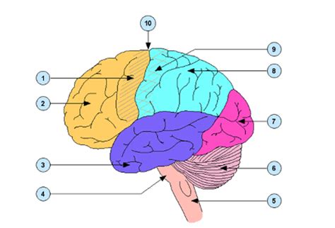 Encephalon Diagram | Quizlet