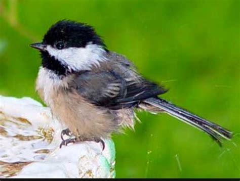 Maine & Massachusetts State Bird - Cute little Chickadee | Black capped chickadee, Chickadee ...