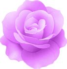 Purple Rose Flower Clip Art Image | Gallery Yopriceville - High-Quality Free Images and ...