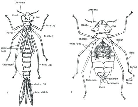 a–b. Odonata Morphology [figs. modified from Fraser 1919b (pl. XXXII ...