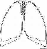 Human Lungs Coloring Page Printable sketch template