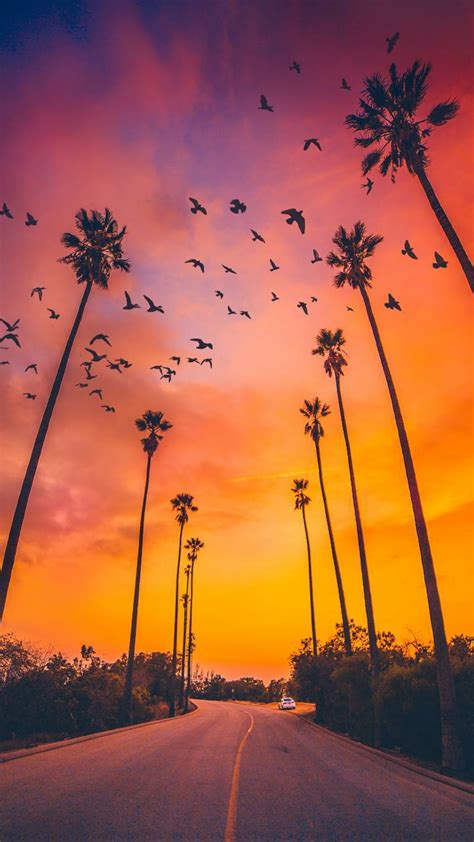 Palm Trees Sunset Nature iPhone Wallpaper | Imagens por do sol, Papéis ...