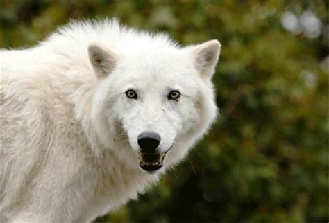 🔥 [70+] Arctic Wolf Wallpapers | WallpaperSafari