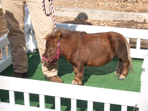 Miniature Horse