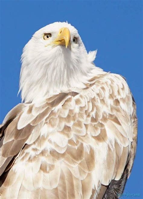 A leucistic animal - This bald eagle displays the partial loss of pigment that causes the ...